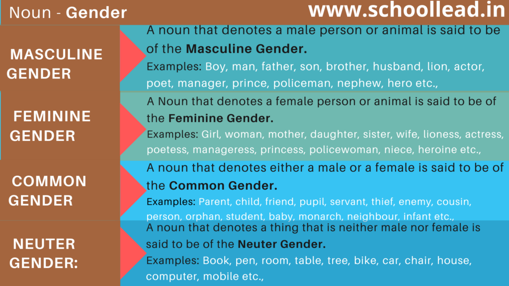 Gender of the Noun - The Noun - School Lead